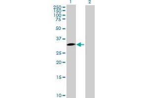 Western Blot analysis of SNAI1 expression in transfected 293T cell line by SNAI1 MaxPab polyclonal antibody.
