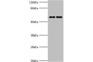Western blot All lanes: Far upstream element-binding protein 3 antibody at 2 μg/mL Lane 1: Hela whole cell lysate Lane 2: HepG2 whole cell lysate Secondary Goat polyclonal to rabbit IgG at 1/10000 dilution Predicted band size: 62, 29 kDa Observed band size: 62 kDa (FUBP3 Antikörper  (AA 65-260))
