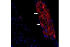 Expression of Periaxin in rat spinal dorsal root entry zoneImmunohistochemical staining of rat spinal dorsal root entry zone frozen sections using Guinea pig Anti-Periaxin Antibody (ABIN7581946). (Periaxin (PRX) Peptid)