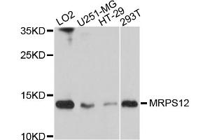 Western blot analysis of extracts of various cell lines, using MRPS12 antibody. (MRPS12 Antikörper)