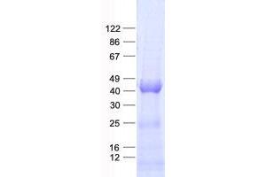 Validation with Western Blot (GNA15 Protein (His tag))