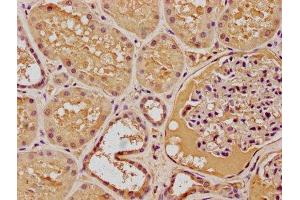 IHC image of ABIN7139835 diluted at 1:100 and staining in paraffin-embedded human kidney tissue performed on a Leica BondTM system. (FOXO4 Antikörper  (AA 45-63))