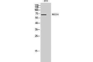 Western Blotting (WB) image for anti-Regulator of G-Protein Signaling 14 (RGS14) (Internal Region) antibody (ABIN3186750) (RGS14 Antikörper  (Internal Region))