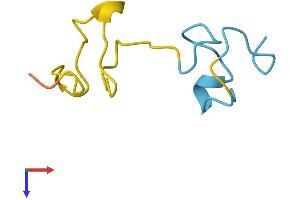 MT4 Protein (AA 1-62) (Fc Tag)