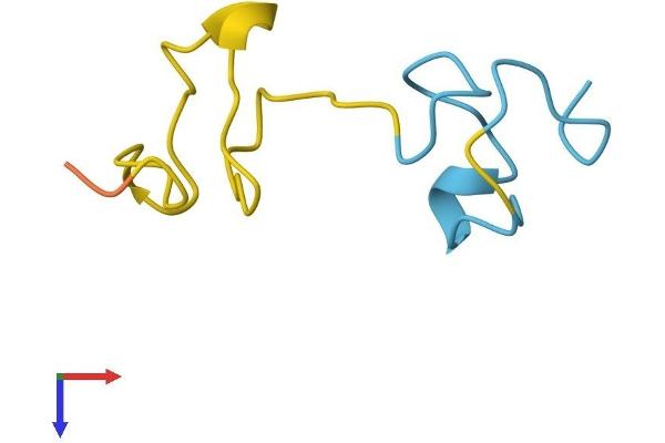 MT4 Protein (AA 1-62) (Fc Tag)