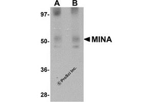 Western Blotting (WB) image for anti-MYC Induced Nuclear Antigen (MINA) (N-Term) antibody (ABIN1031457)