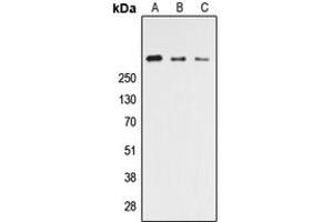 Western Blotting (WB) image for anti-Cadherin EGF LAG Seven Pass G-Type Receptor 3 (CELSR3) (C-Term) antibody (ABIN7300506)