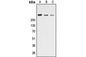 Western blot analysis of CELSR3 expression in HEK293T (A), NS-1 (B), PC12 (C) whole cell lysates.