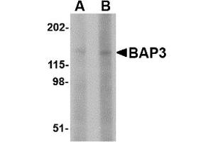 Western Blotting (WB) image for anti-BAI1-Associated Protein 3 (BAIAP3) (N-Term) antibody (ABIN1031690) (BAIAP3 Antikörper  (N-Term))