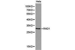 Western Blotting (WB) image for anti-Cell Cycle Checkpoint Protein RAD1 (RAD1) antibody (ABIN1875402) (RAD1 Antikörper)