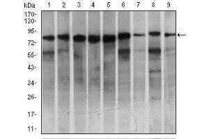 Western blot analysis using MARK3 mouse mAb against HeLa (1), SK-N-SH (2), K562 (3), HCT116 (4), HEK293 (5), 3T3L1 (6), NIH3T3 (7), Jurkat (8), and A431 (9) cell lysate. (MARK3 Antikörper  (AA 435-658))