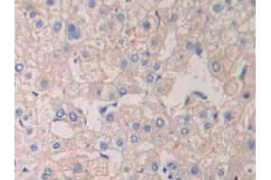 IHC-P analysis of Human Liver Tissue, with DAB staining. (CrkL Antikörper  (AA 1-303))