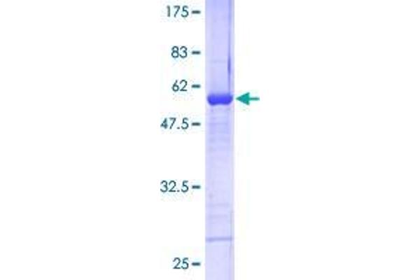 RNF141 Protein (AA 1-230) (GST tag)