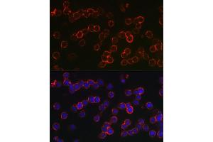 Immunofluorescence analysis of U-937 cells using TNFRSF17 Rabbit pAb (ABIN7271066) at dilution of 1:150 (40x lens). (BCMA Antikörper  (AA 1-100))