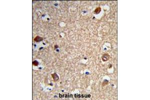 Formalin-fixed and paraffin-embedded human brain tissue reacted with ACTR5 Antibody , which was peroxidase-conjugated to the secondary antibody, followed by DAB staining. (ACTR5 Antikörper  (C-Term))