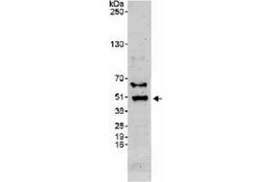 Western blot analysis of BHLHE40 in whole cell lysate from HeLa (50 ug) using BHLHE40 polyclonal antibody  at 0. (BHLHE40 Antikörper  (C-Term))