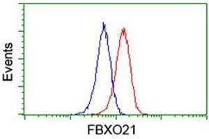 Image no. 3 for anti-F-Box Protein 21 (FBXO21) antibody (ABIN1498237) (FBXO21 Antikörper)