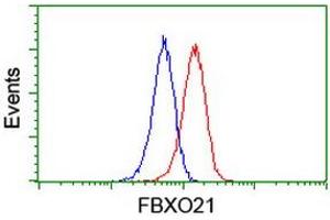 Image no. 3 for anti-F-Box Protein 21 (FBXO21) antibody (ABIN1498237)