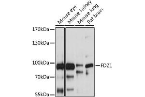 Western blot analysis of extracts of various cell lines, using FZD1 antibody (ABIN6131659, ABIN6140836, ABIN6140837 and ABIN6214992) at 1:1000 dilution. (FZD1 Antikörper  (AA 210-320))