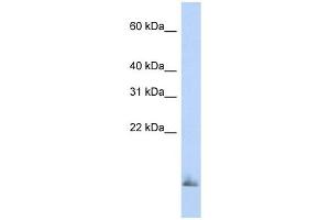 SCGB1A1 antibody used at 1 ug/ml to detect target protein. (SCGB1A1 Antikörper)