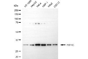 anti-Protein Phosphatase 4, Catalytic Subunit (PPP4C) antibody