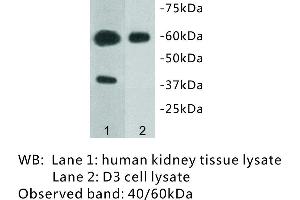 Image no. 1 for anti-Transmembrane Protein 57 (TMEM57) antibody (ABIN1112937) (TMEM57 Antikörper)