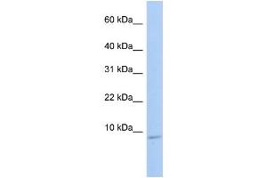 WB Suggested Anti-HSBP1 Antibody Titration:  0. (HSBP1 Antikörper  (N-Term))