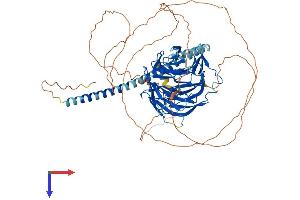 TLE2 Protein (AA 1-743) (His tag)