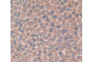 IHC-P analysis of Mouse Tissue, with DAB staining. (Vitamin D-Binding Protein Antikörper  (AA 205-403))