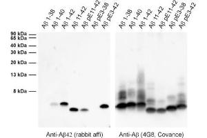 Western Blotting (WB) image for anti-Amyloid beta 1-42 (Abeta 1-42) (AA 37-42) antibody (ABIN1742444)