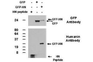 Western blot performed from 100ng of synthetic Humanin peptide and from 50 ug of total lysates of 293 cells transfected with plasmids encoding GFPc1 or GFP-Humanin using Humanin polyclonal antibody . (Humanin Antikörper  (AA 9-24))