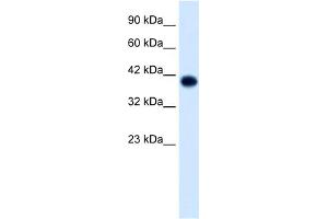 WB Suggested Anti-TFAP4 Antibody Titration:  1. (TFAP4 Antikörper  (C-Term))