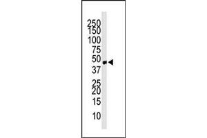 Western blot analysis of anti-CCBP2 Pab (ABIN388746 and ABIN2838995) in mouse small intestine tissue lysate. (CCBP2 Antikörper  (C-Term))