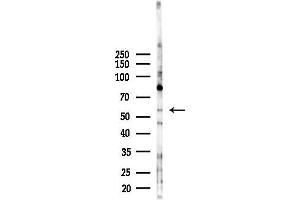 Western blot analysis of lysates from HepG2 cells(heat-shock,45 min treatment), using Phospho-PDC (Ser67) Antibody at 1/1000 dilution.