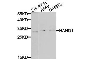 Western blot analysis of extracts of various cells, using HAND1 antibody.
