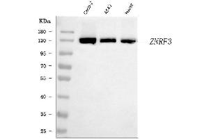 Western blot analysis of ZNRF3 using anti-ZNRF3 antibody (ABIN7602004).