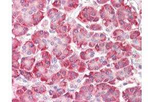 Anti-C9orf116 antibody IHC staining of human pancreas. (C9ORF116 Antikörper  (N-Term))