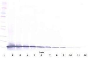Image no. 1 for anti-Chemokine (C-C Motif) Ligand 21 (CCL21) antibody (ABIN465507) (CCL21 Antikörper)