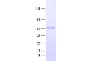 Western Blotting (WB) image for Chromosome 7 Open Reading Frame 64 (C7orf64) protein (His tag) (ABIN2712972)