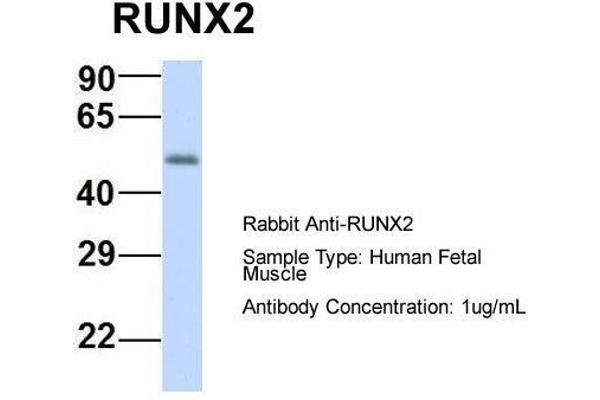 RUNX2 Antikörper  (N-Term)