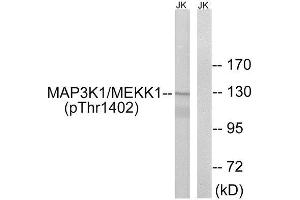 Western Blotting (WB) image for anti-Mitogen-Activated Protein Kinase Kinase Kinase 1 (MAP3K1) (pThr1402) antibody (ABIN1847608) (MAP3K1 Antikörper  (pThr1402))