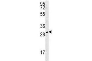 TPSAB1 antibody western blot analysis in 293 lysate. (TPSAB1 Antikörper  (AA 61-87))
