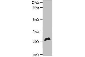 Western blot All lanes: RTP2 antibody at 8 μg/mL + Mouse liver tissue Secondary Goat polyclonal to rabbit IgG at 1/10000 dilution Predicted band size: 27 kDa Observed band size: 27 kDa (RTP2 Antikörper  (AA 1-196))
