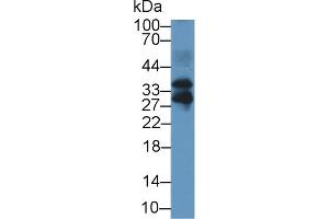 Detection of FSTL3 in Mouse Lung lysate using Polyclonal Antibody to Follistatin Like Protein 3 (FSTL3) (FSTL3 Antikörper  (AA 24-256))