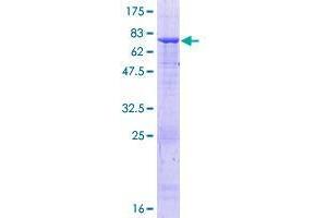 TUBB1 Protein (AA 1-451) (GST tag)