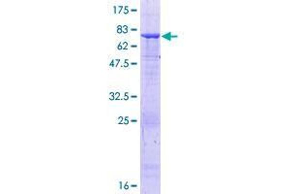 TUBB1 Protein (AA 1-451) (GST tag)