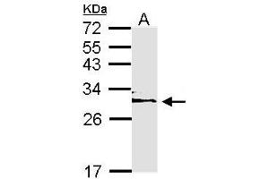 Image no. 1 for anti-14-3-3 epsilon (YWHAE) (AA 58-247) antibody (ABIN467614) (YWHAE Antikörper  (AA 58-247))