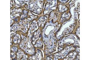 IHC analysis of Annexin A10/ANXA10 using anti-Annexin A10/ANXA10 antibody (ABIN7601853). (Annexin a10 Antikörper  (AA 49-324))