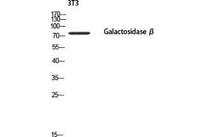 Western Blot (WB) analysis of 3T3 using Galactosidase beta antibody.