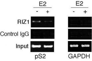 Chromatin Immunoprecipitation (ChIP) image for anti-PR Domain Containing 2, with ZNF Domain (PRDM2) (AA 1-347) antibody (ABIN3032300)